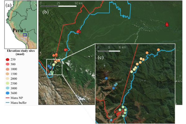 Host identity, more than elevation, shapes bee microbiomes along a tropical elevation gradient