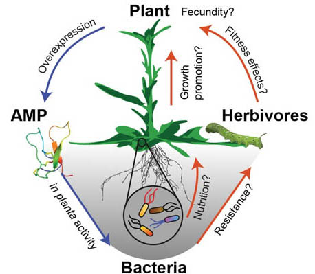 Antimicrobial peptide expression in a wild tobacco plant reveals the limits of host-microbe-manipulations in the field