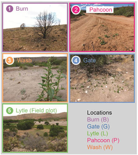 Specificity of root microbiomes in native-grown <em>Nicotiana attenuata</em> and plant responses to UVB increase <em>Deinococcus colonization</em>