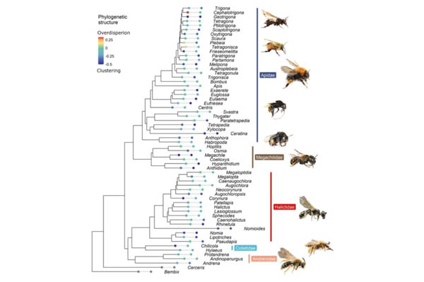 Phylosymbiosis with limited functional divergencein bee gut microbiota
