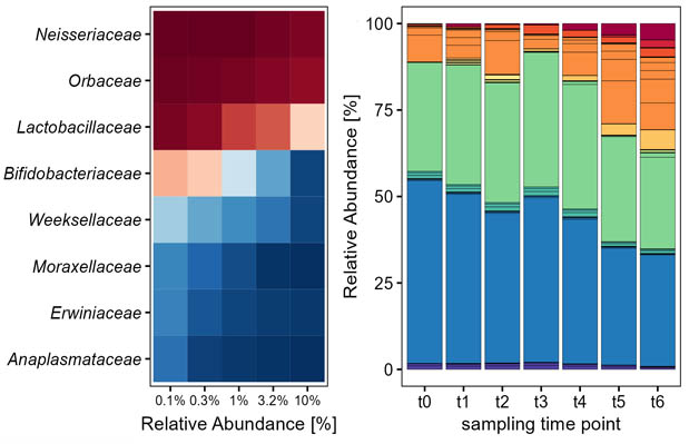 Bumble bee microbiota shows temporal succession and increase of lactic acid bacteria when exposed to outdoor environments