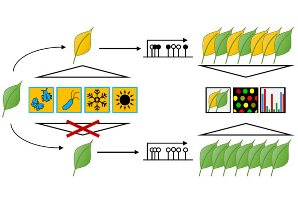 Transgenerational stress-adaption: an opportunity for ecological epigenetics