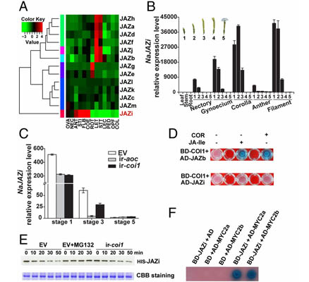 Flower-specific jasmonate signaling regulates constitutive floral defenses in wild tobacco