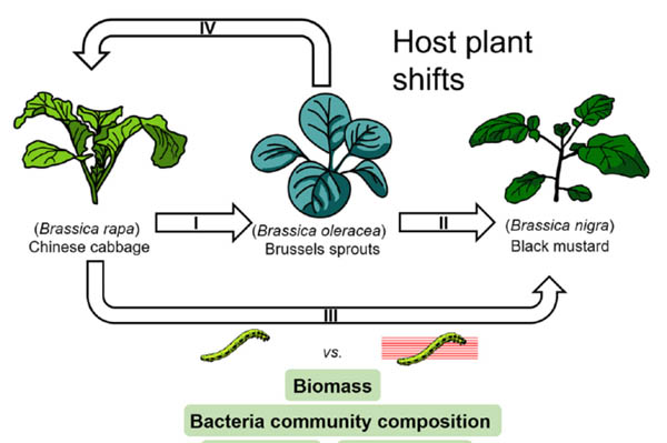 Legacy of a Butterfly’s Parental Microbiome in Offspring Performance