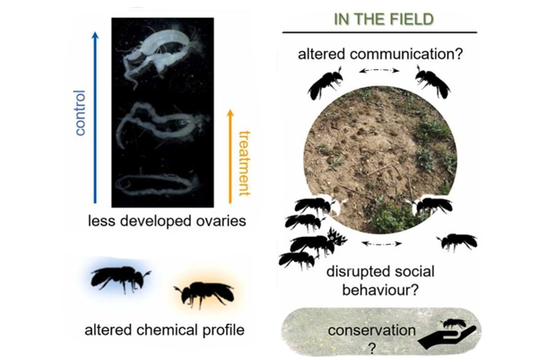 The neonicotinoid Acetamiprid alters the chemical profile of the primitive eusocial bee Lasioglossum malachurum