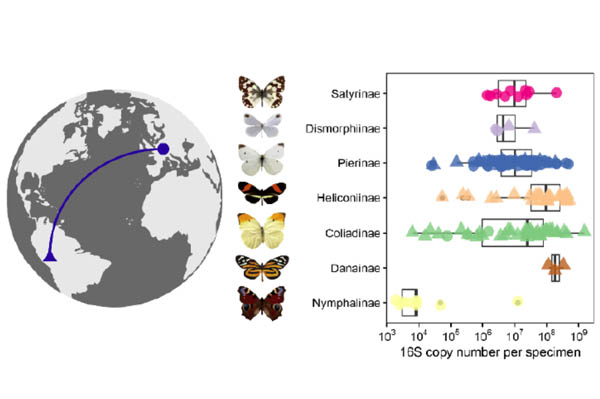 Host-structured adult butterfly microbiomes share a common core across continents