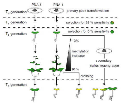 Progressive 35S promoter methylation increases rapidly during vegetative development in transgenic <em>Nicotiana attenuata</em> plants