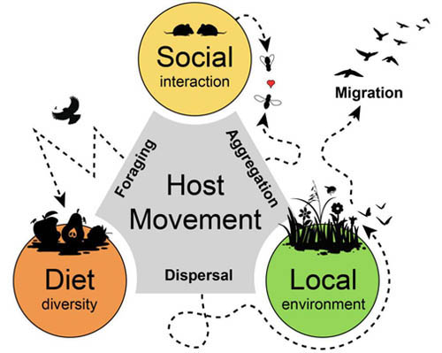 Bowel movement: Integrating host mobility and microbial transmission across host taxa