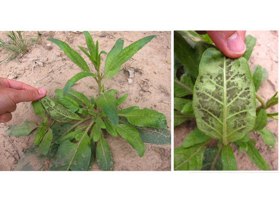 Isolating fungal pathogens from a dynamic disease outbreak in a native plant population to establish plant-pathogen bioassays for the ecological model plant <em>Nicotiana attenuata</em>