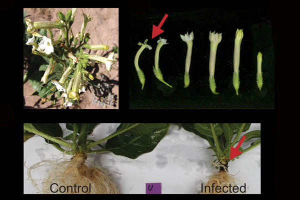 Jasmonic acid signaling mediates resistance of the wild tobacco <em>Nicotiana attenuata</em> to its native <em>Fusarium</em> but not <em>Alternaria</em> fungal pathogens