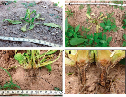 Native root-associated bacteria rescue a plant from a sudden-wilt disease that emerged during continuous cropping