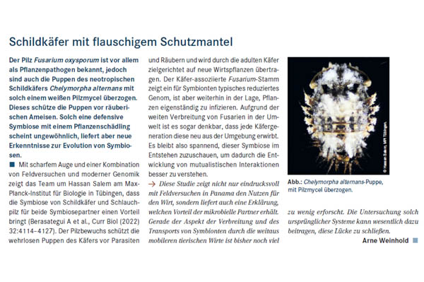 Schildkäfer mit flauschigem Schutzmantel