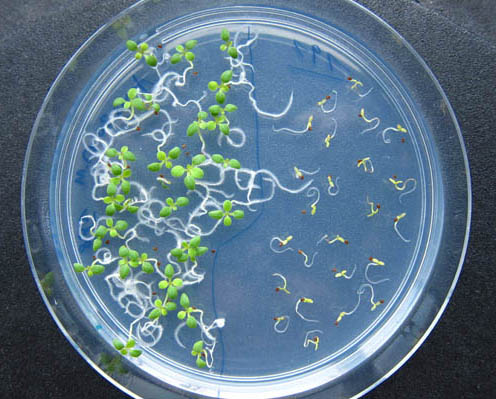 Efficient screening of transgenic plant lines for ecological research