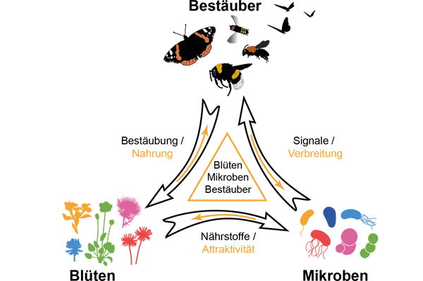 Blüten, Bestäuber und ihre Bakterien – eine Dreiecksbeziehung