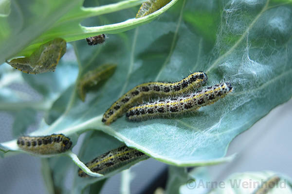 Pieris Caterpillars