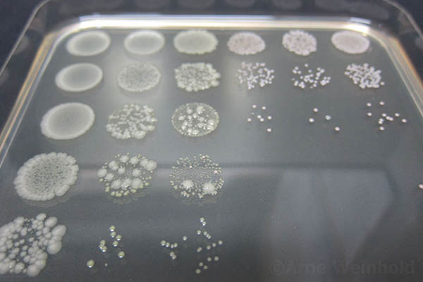 Adult Butterfly Microbes