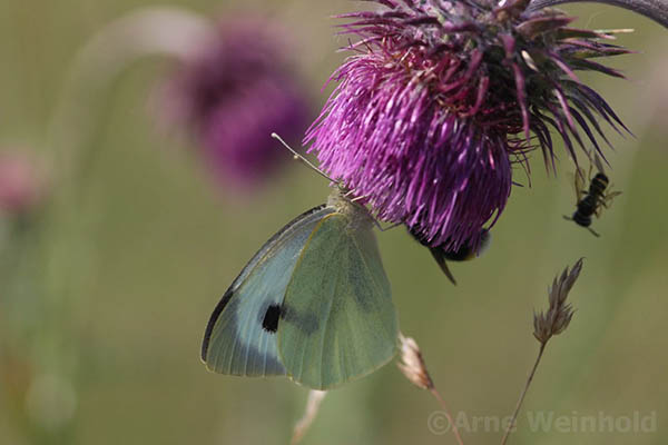 Pieris brassicae