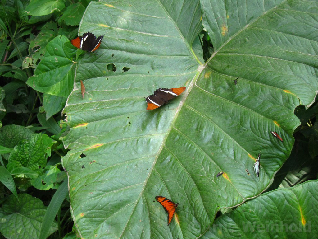 Butterflies from Peru
