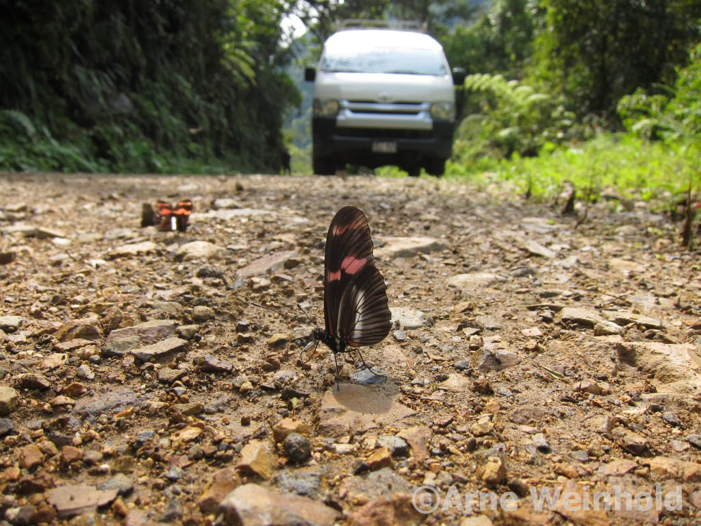 Heliconius from Peru