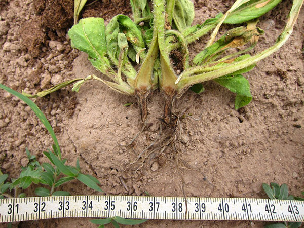 Root Rot