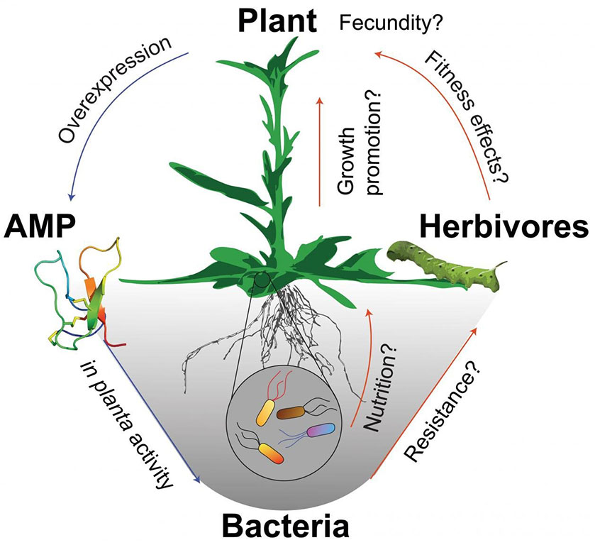 In planta Microbiome Manipulation