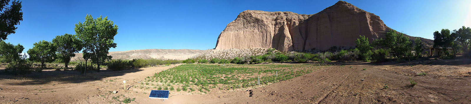 Field Plot