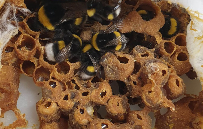 Bumblebee nest